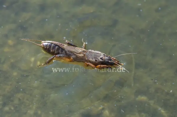 Fokus-Natur Bild