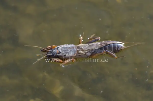 Fokus-Natur Bild