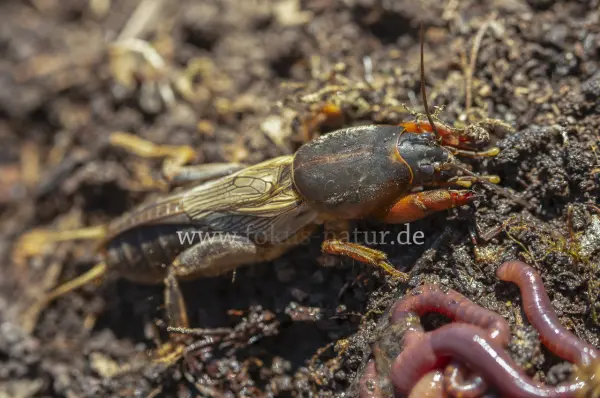 Fokus-Natur Bild