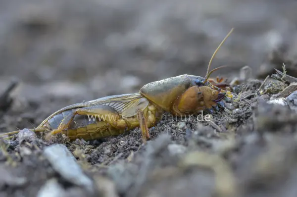 Fokus-Natur Bild