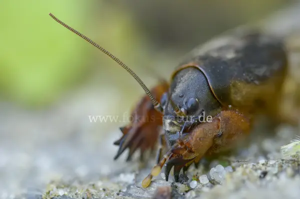 Fokus-Natur Bild
