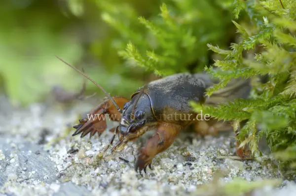 Fokus-Natur Bild