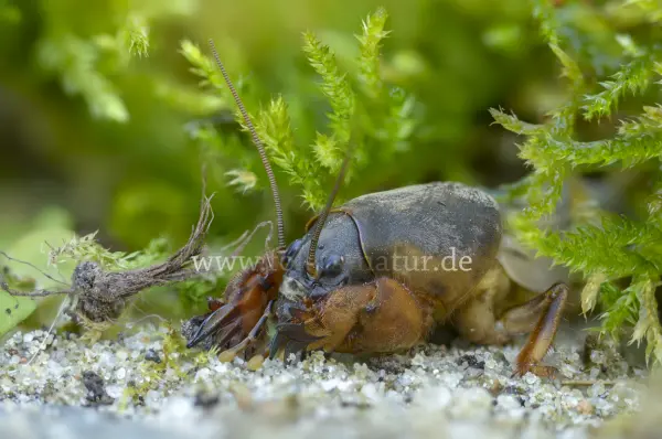 Fokus-Natur Bild