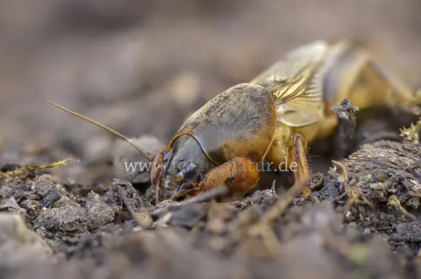 Fokus-Natur Bild