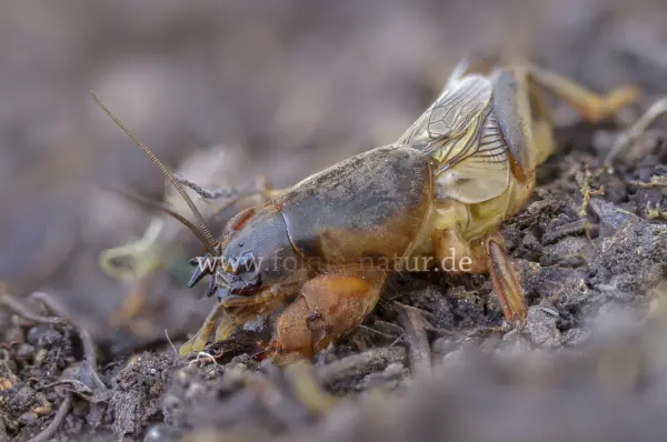 Fokus-Natur Bild