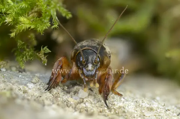 Fokus-Natur Bild