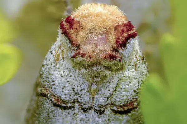 Fokus-Natur Bild