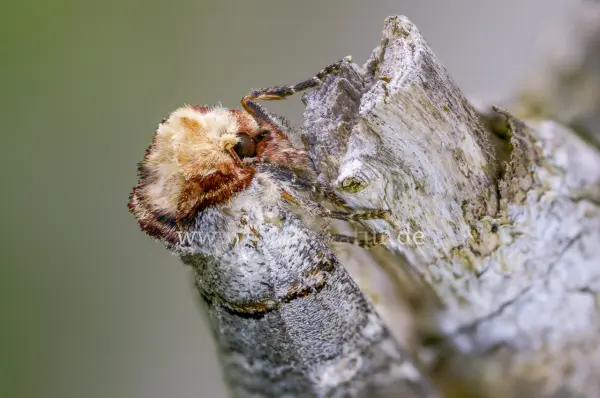 Fokus-Natur Bild