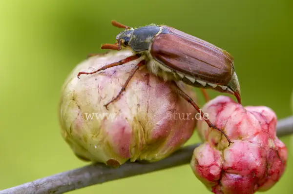 Fokus-Natur Bild