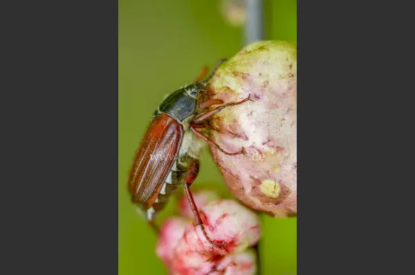 Fokus-Natur Bild