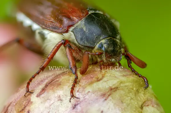 Fokus-Natur Bild