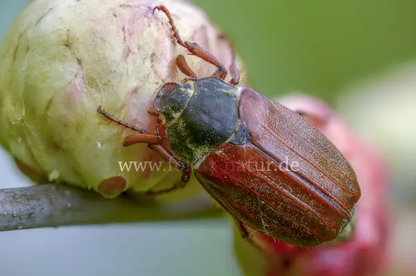 Fokus-Natur Bild