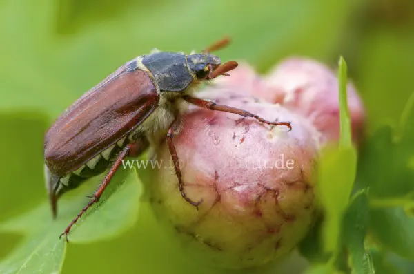 Fokus-Natur Bild