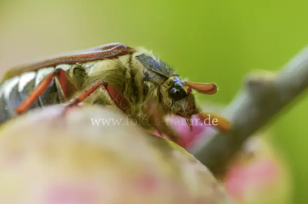 Fokus-Natur Bild