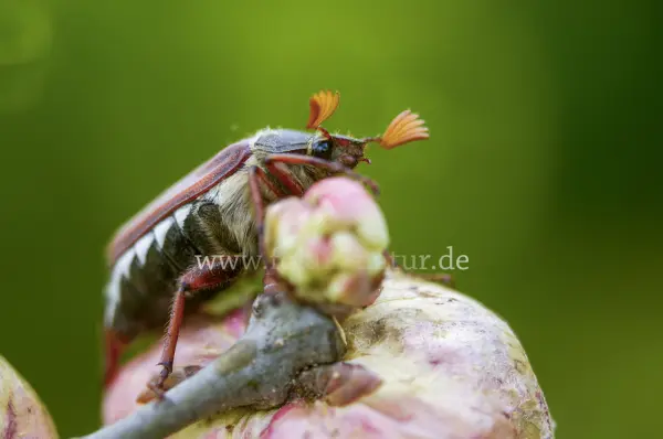 Fokus-Natur Bild
