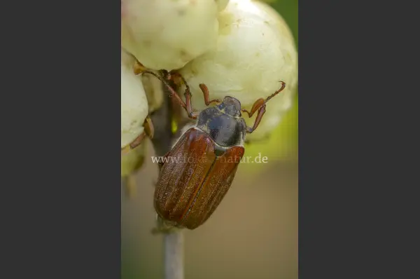 Fokus-Natur Bild