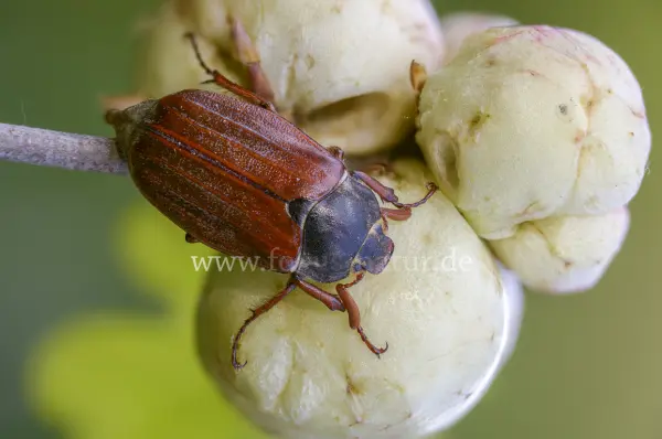 Fokus-Natur Bild