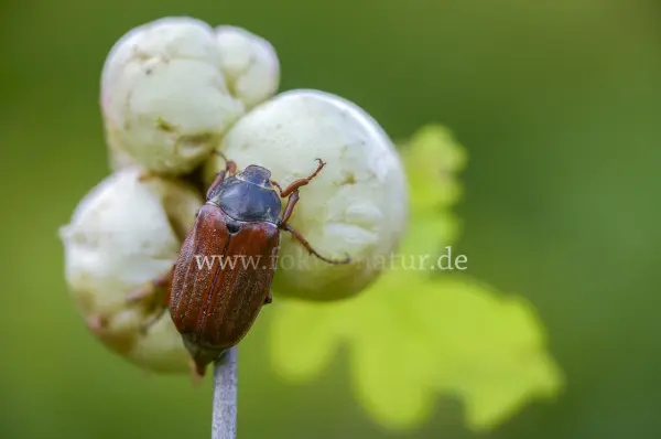 Fokus-Natur Bild