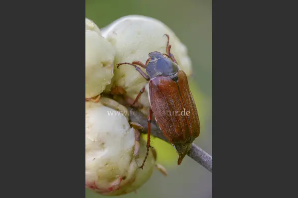 Fokus-Natur Bild