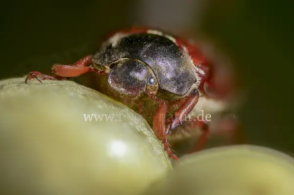 Fokus-Natur Bild