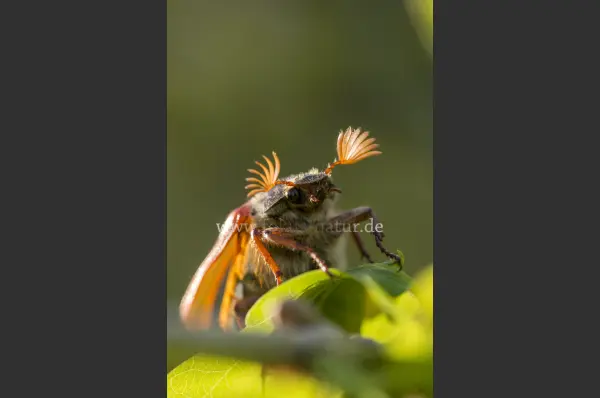 Fokus-Natur Bild