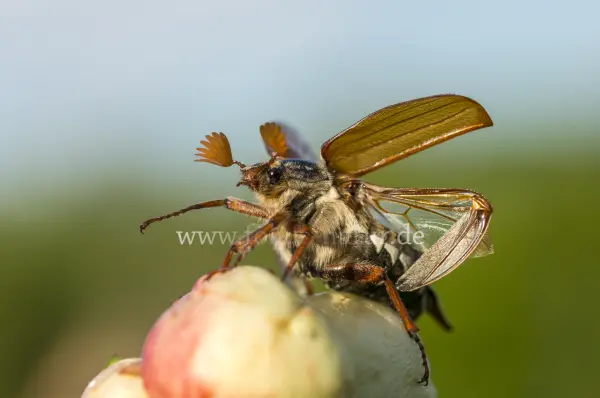 Fokus-Natur Bild