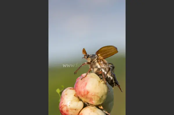 Fokus-Natur Bild