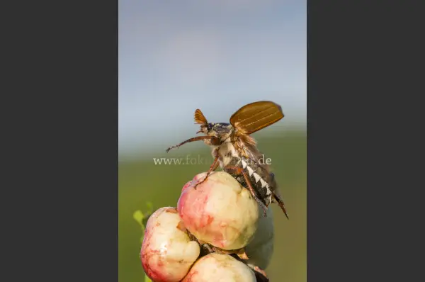 Fokus-Natur Bild