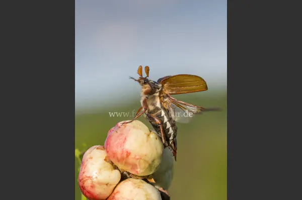 Fokus-Natur Bild