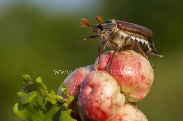 Fokus-Natur Bild
