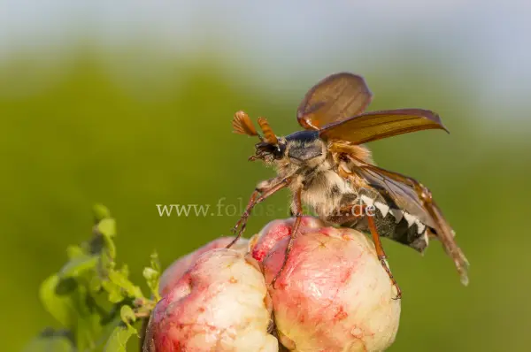 Fokus-Natur Bild