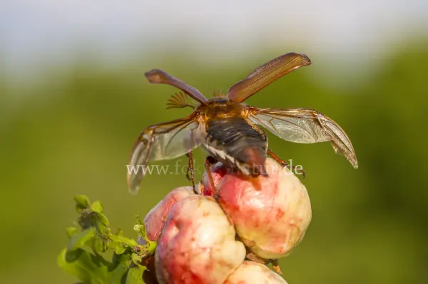 Fokus-Natur Bild