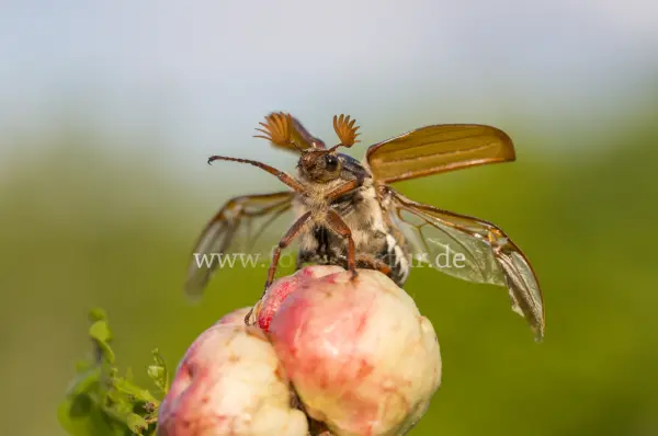 Fokus-Natur Bild