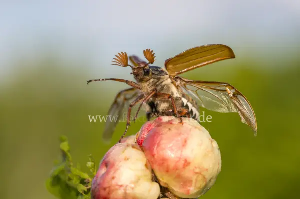 Fokus-Natur Bild