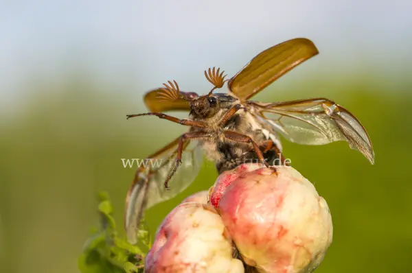 Fokus-Natur Bild