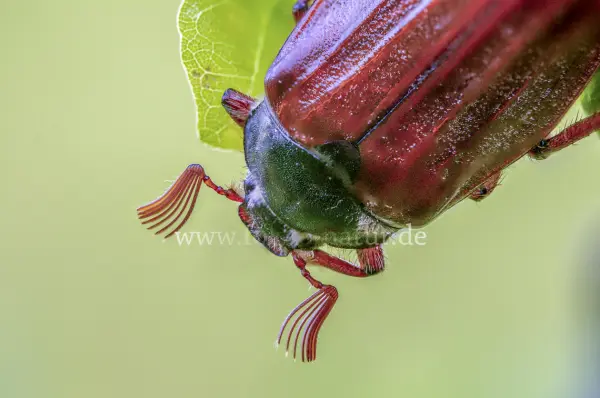 Fokus-Natur Bild