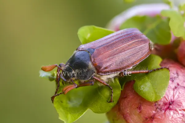 Fokus-Natur Bild