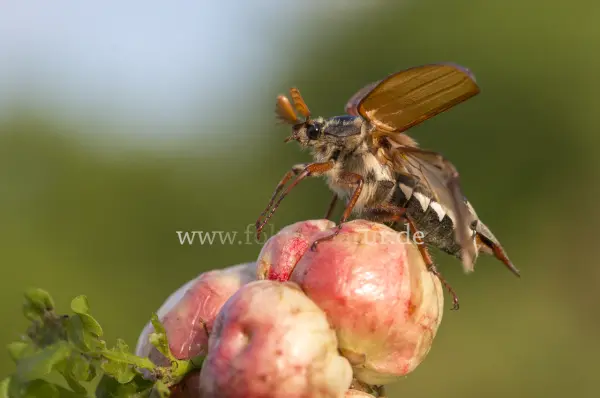 Fokus-Natur Bild