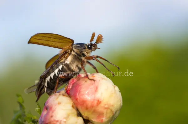 Fokus-Natur Bild