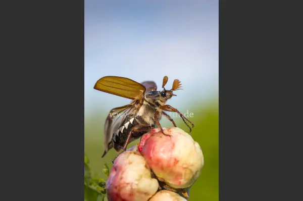 Fokus-Natur Bild
