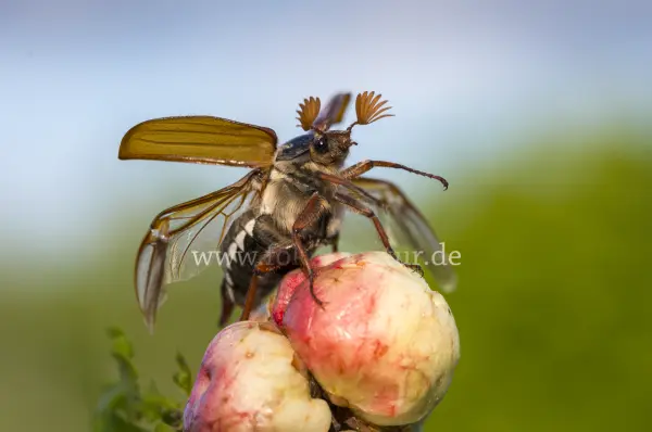 Fokus-Natur Bild