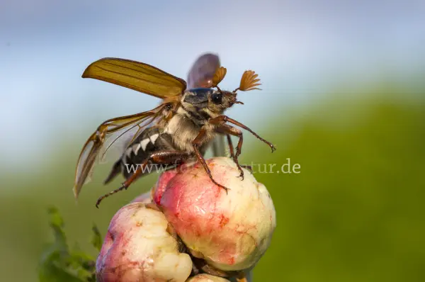 Fokus-Natur Bild