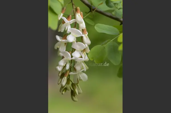 Fokus-Natur Bild