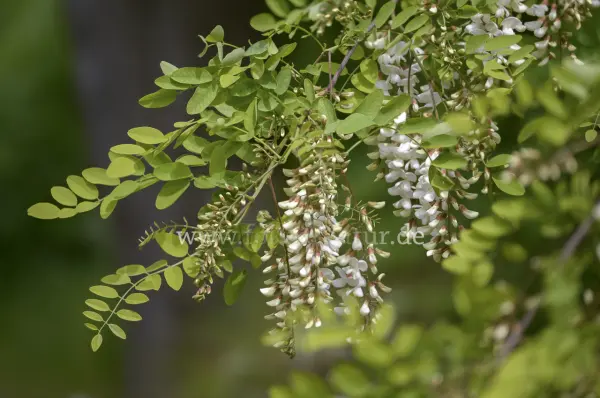 Fokus-Natur Bild