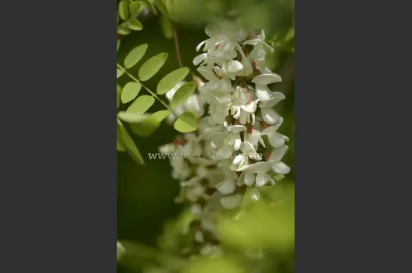 Fokus-Natur Bild