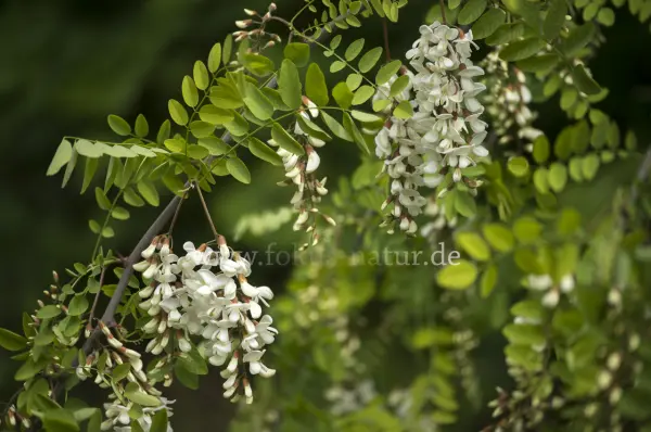 Fokus-Natur Bild