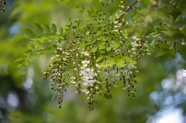 Fokus-Natur Bild