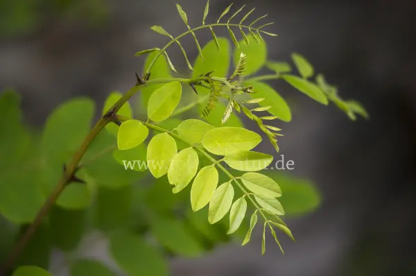 Fokus-Natur Bild