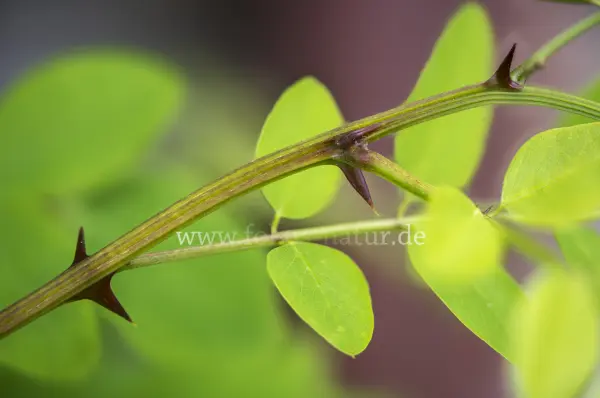 Fokus-Natur Bild