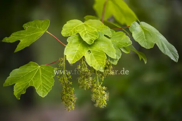 Fokus-Natur Bild